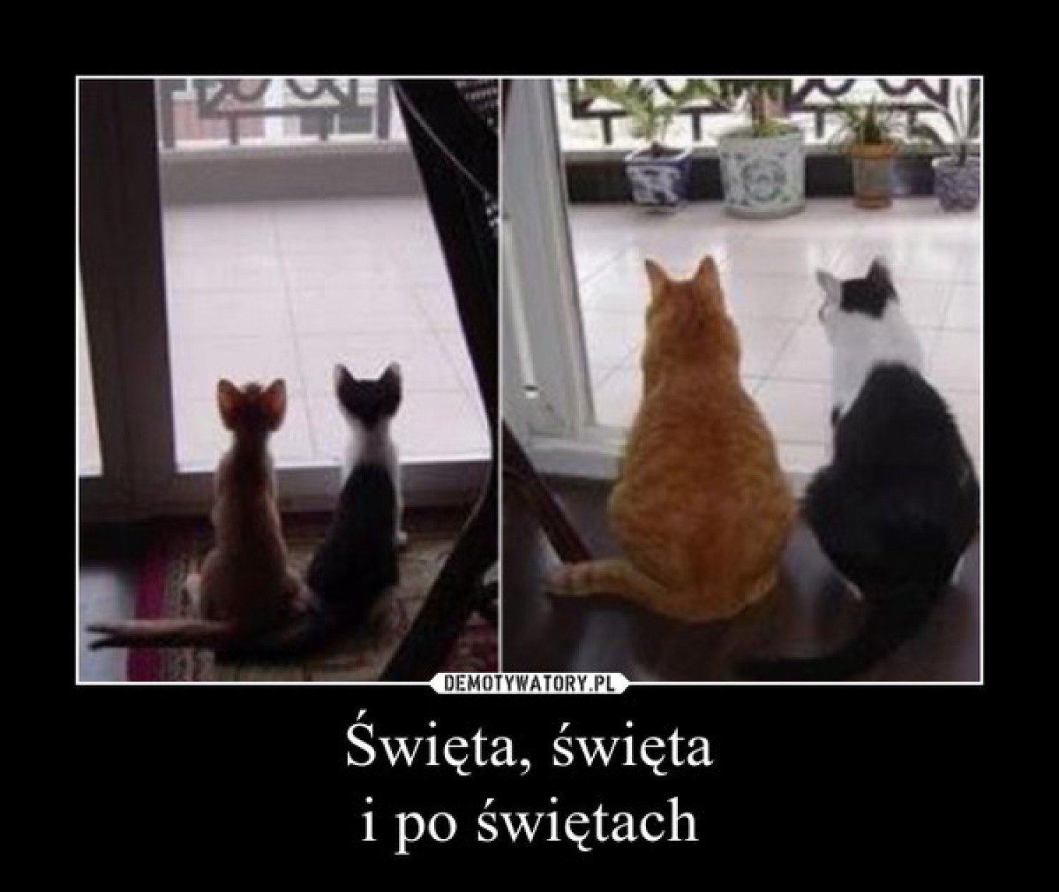 Coś Wesołego Na Poprawę Humoru