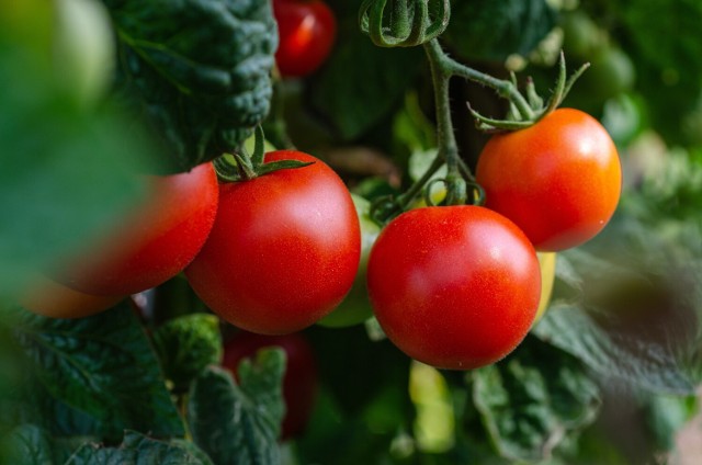Pomidory pomimo wielu właściwości zdrowotnych i dobrego smaku nie są dobre dla wszystkich. Pewne grupy osób powinny unikać spożywania tego warzywa. Kto nie powinien ich jeść?

Zobacz wszystkie przeciwskazania ---->