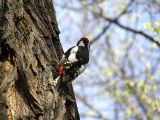 Ornitolodzy policzyli ptaki w parkach w Radomsku. Jakie ptaki mieszkają w mieście?