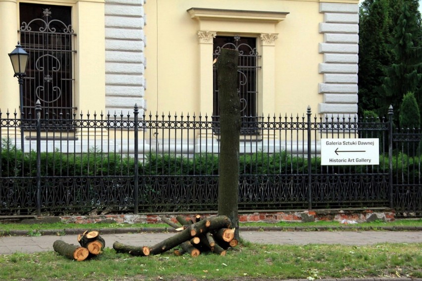 Drzewa znikają w związku z remontem Przędzalnianej