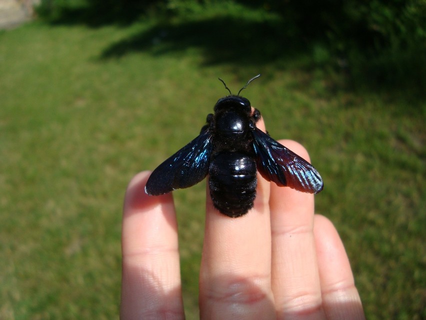 Zadrzechnie czarnorogie czyli czarne pszczoły powróciły na Lubelszczyznę. Zobacz zdjęcia