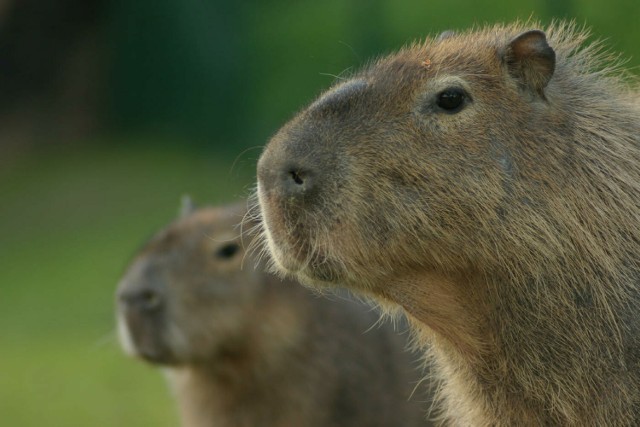 Kapibary z ZOO w Gdańsku otrzymały nowe imiona