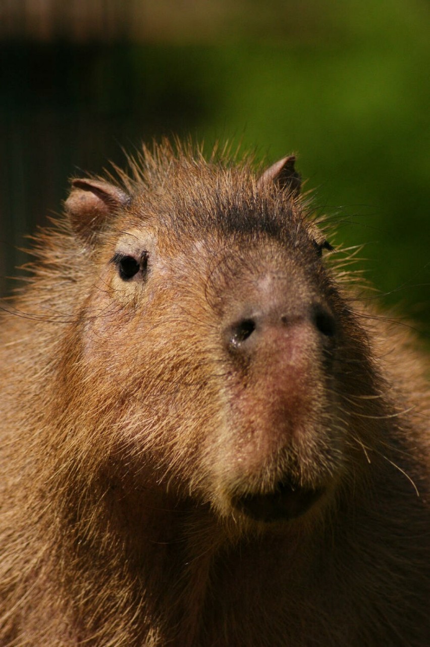 Kapibary z ZOO w Gdańsku otrzymały nowe imiona