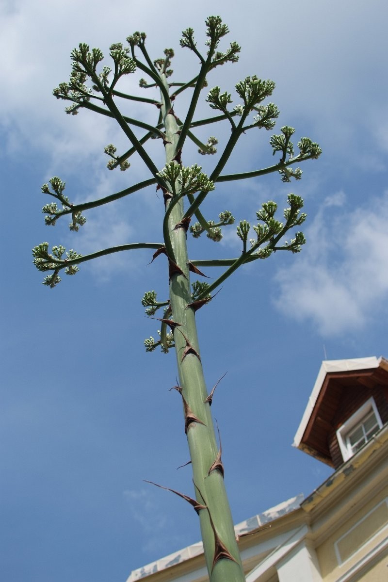 W Centrum Hipiki w Jaszkowie zakwitła agawa