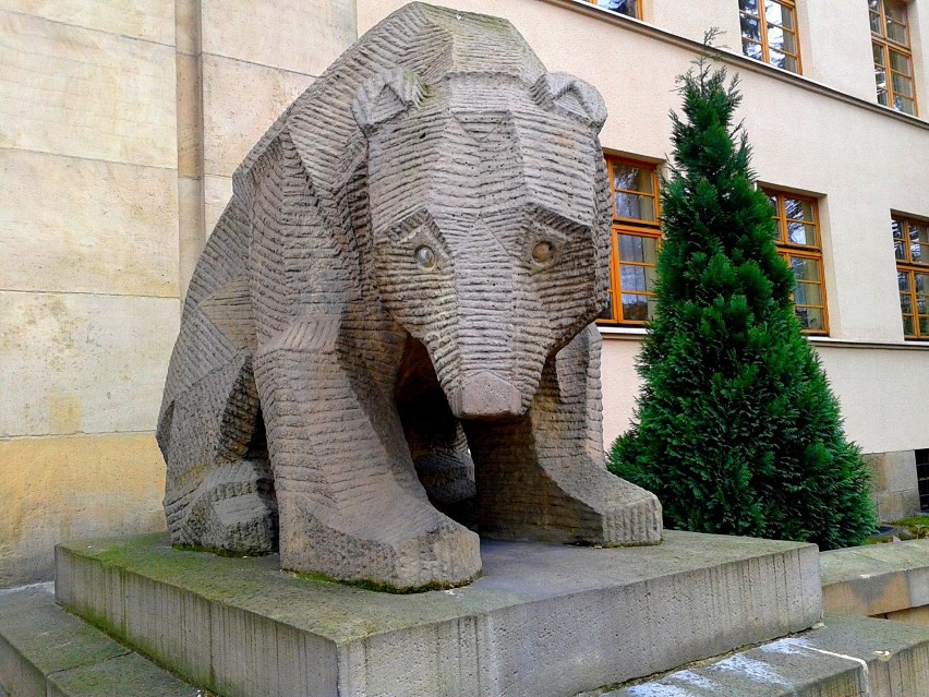 Toruńskie niedźwiadki  w oczekiwaniu na wiosnę 2015