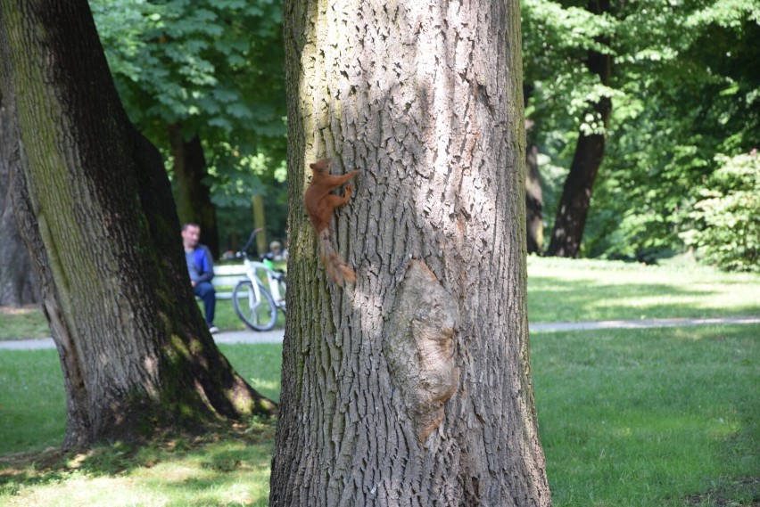 Skierniewice. Wiewiórcze nastolatki idą "na swoje". Trzeba na nie uważać w okolicach parków