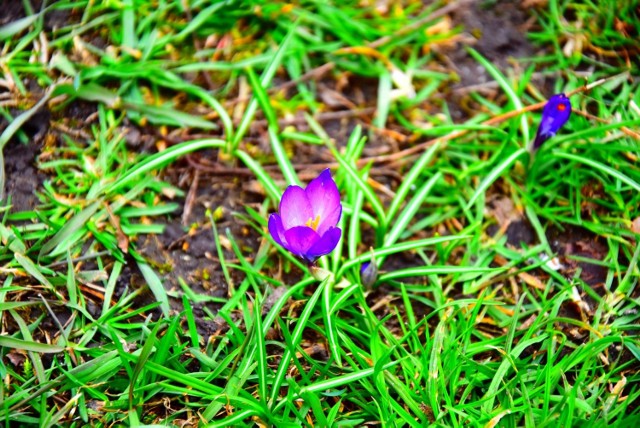 Krokusy nasadzone przez Guerilla Gardening Opole