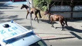 Jastrzębie: konie uciekły właścicielom i biegały po dzielnicy Zdrój! Na ratunek ruszyła policja i straż miejska [ZOBACZ ZDJĘCIA]