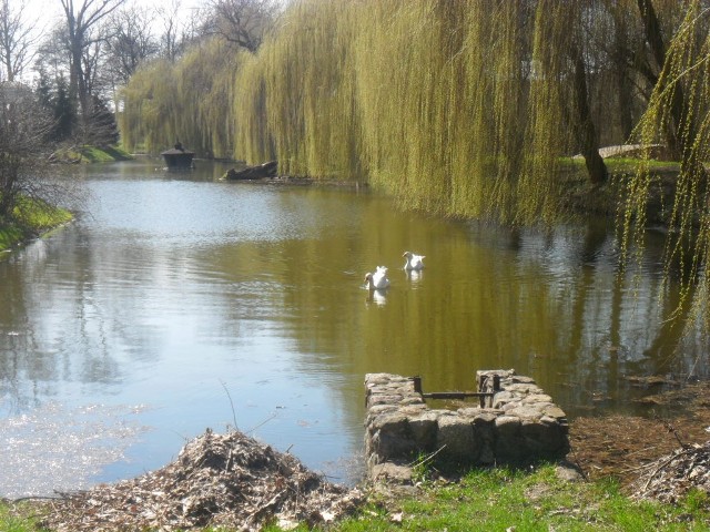 Wiosna w parku w Dobrzycy