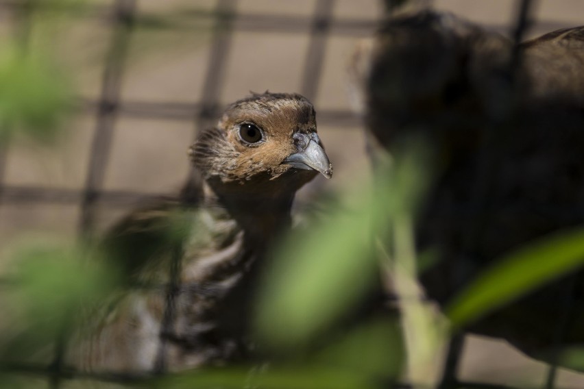 Niezwykłe fotografie warszawskiego zoo. Zobaczcie dumnych mieszkańców miejskiego ogrodu [ZDJĘCIA]