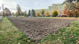 Na os. Mydlice w Dąbrowie Górniczej powstanie ogromna metropolitalna łąka kwietna. Będzie ekologicznie i kolorowo 