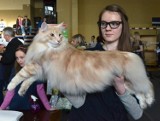 Wystawa kotów w Bielsku-Białej w walentynkowej scenerii [ZDJĘCIA]