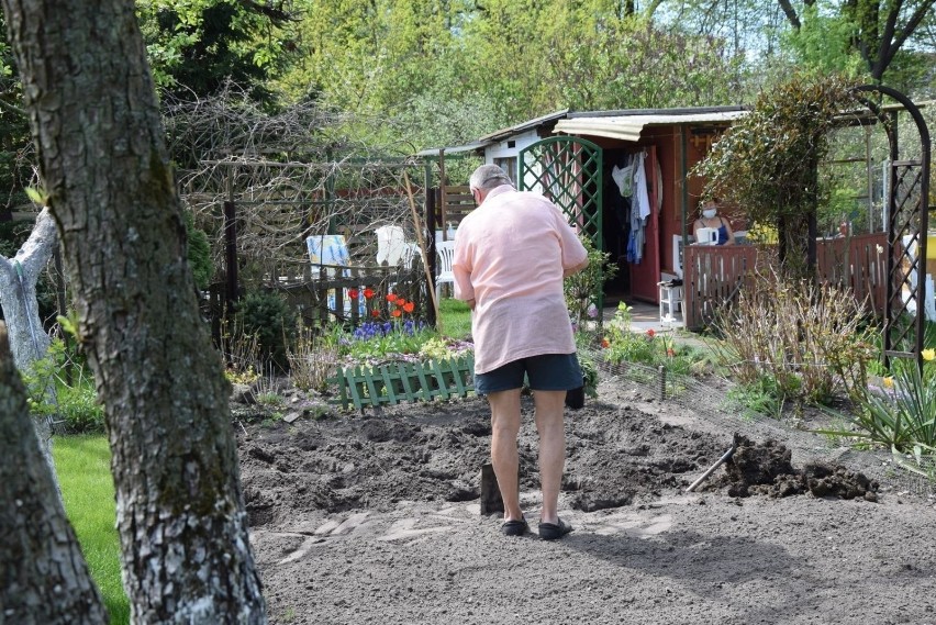 Zielonogórscy działkowcy prosili o zmiany. Będą remonty i...