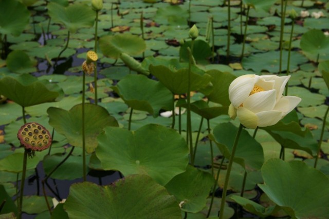 Pamplemousses to jeden z najbardziej znanych ogrod&oacute;w na świecie. Utworzono go w początkach francuskiej kolonizacji wyspy. Na zdjęciu kwiat lotosu.fot. Barbara Figurniak