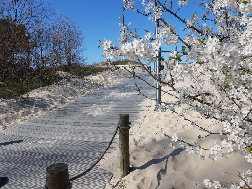 Wiosna na plaży w Świnoujściu - urocze zdjęcia