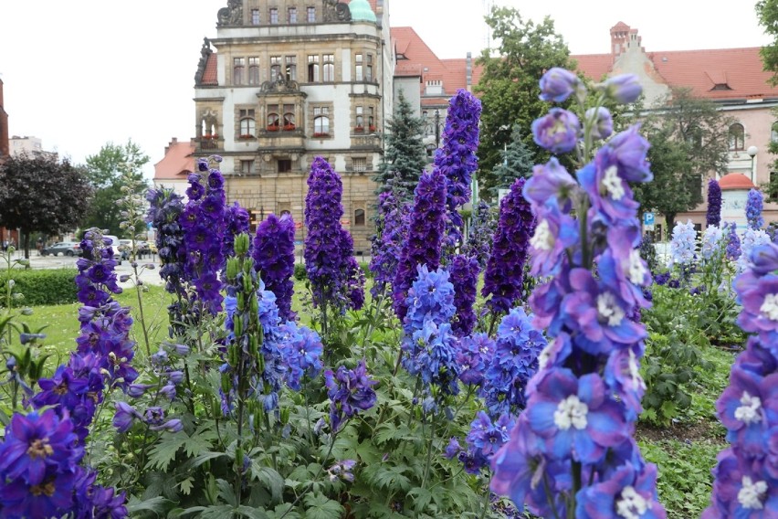 Kolorowa (nie wszędzie) Legnica, czyli czerwiec w mieście i...