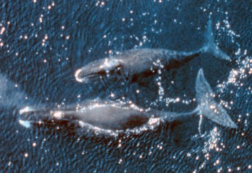 Wal grenlandzki, znany także jako wieloryb grenlandzki, jest...