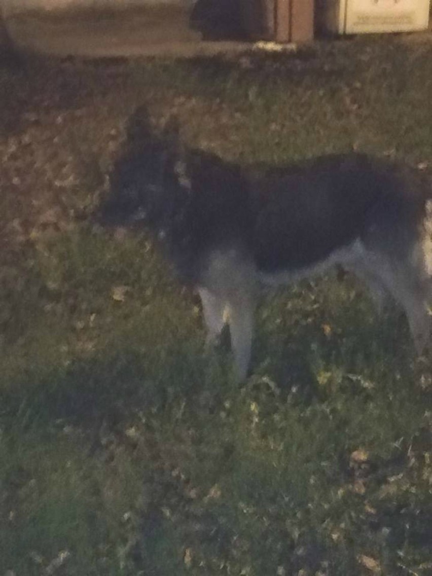 Poszukiwany właściciel psa! Kundel kręci się po warszawskiej Woli