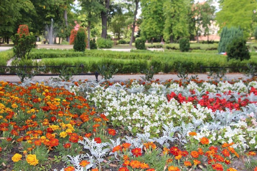 Park przy ul. Jana Pawła II w kwiatach. Niebawem rewitalizacja drugiej części [ZDJĘCIA]