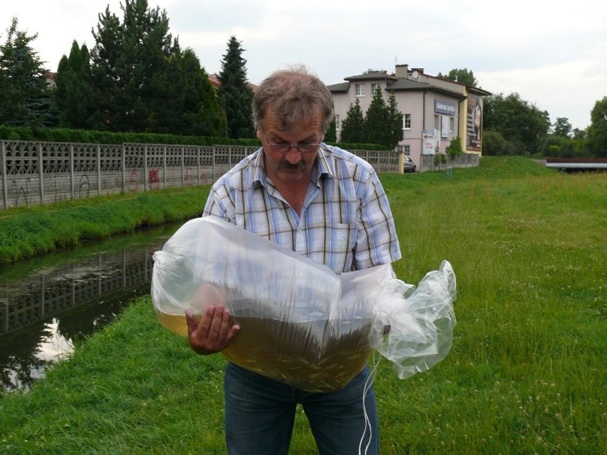 Rakówka w Bełchatowie z nowym narybkiem. Do rzeki wpuszczono aż 85 tys. sztuk ryb