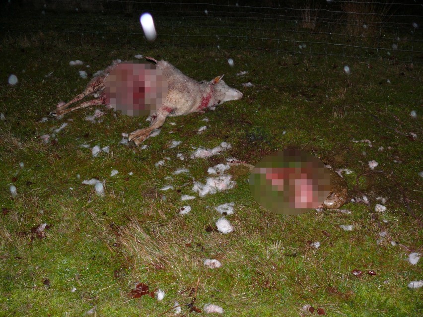 Wilki już drugi raz zaatakowały stado owiec w gminie Kołczygłowy (FOTO)
