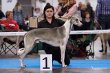 20 tysięcy psów i 340 ras na Euro Dog Show już 11-14 października