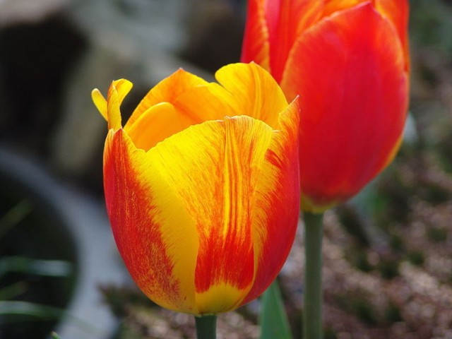 Tulipan ogrodowy