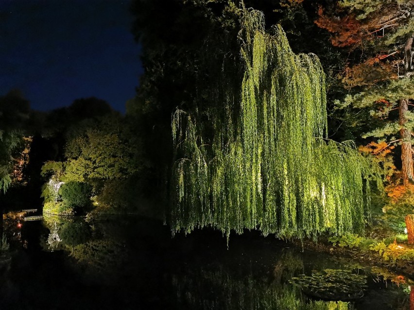 Światło w zieleni. Park w Oliwie przygotowuje się do iluminacji drzew i krzewów [zdjęcia]