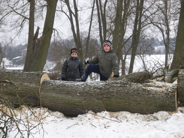 Urzędnicy tłumaczą, że drzewa wycięto, bo były &#8222;chore&#8220;