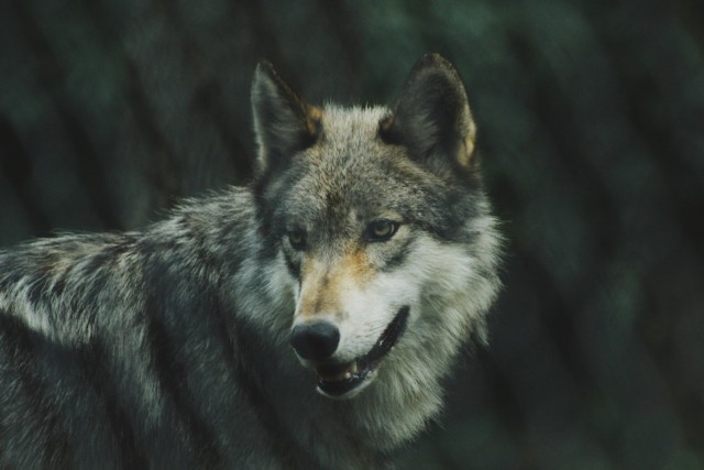 Planowany odcinek może ich zdaniem stanowić zagrożenie dla życia wilków i rysi