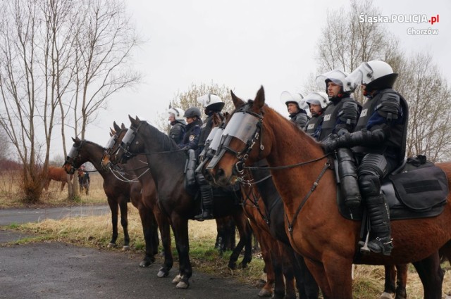 Trwa rekrutacja do policji konnej w Chorzowie ZDJĘCIA