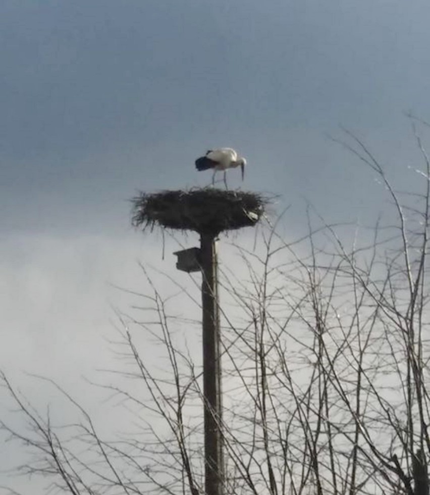Wiosna! W Boleścinie jest już bocian. Ptaki przylatują w to miejsce od 23 lat! (ZDJĘCIA)