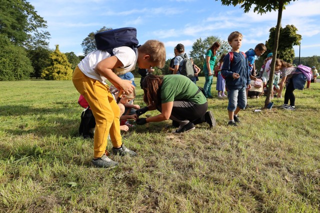 W Parku Śląskim w miniony weekend rozpoczęła się pierwsza tura tegorocznych nasadzeń roślin. W piątek 22 września cebulki kwiatowe posadzili uczniowie z 40 okolicznych szkół i przedszkoli