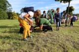 W Parku Śląskim powstanie łąka krokusów stworzona przez dzieci z okolicznych szkół i przedszkoli