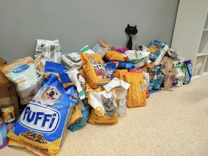 Uczniowie Szkoły Podstawowej numer 13 w Starachowicach pomogli głodnym kotkom z miasta. Zobacz zdjęcia