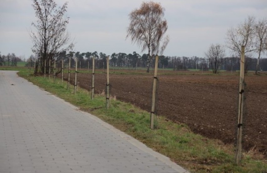 Posadzili 500 młodych drzew w gminie Osieczna [ZDJĘCIA]