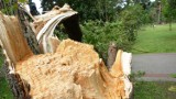 Piątkowa nawałnica powaliła kilkanaście drzew w Parku im. Załuskiego w Bydgoszczy [zdjęcia]