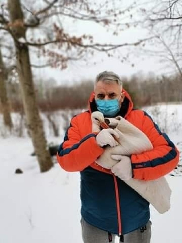 Bocian zamieszkuje poznańską Śródkę już od kilku lat. W ciągu roku zazwyczaj radzi sobie sam. Nie boi się mieszkańców, ale trzyma się na bezpieczną odległość. Pomocy potrzebuje jednak, gdy nadchodzą mrozy.