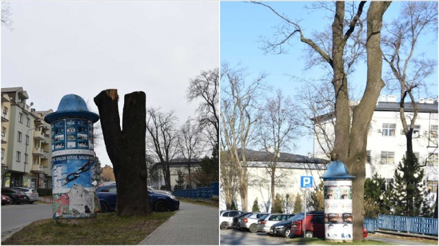 Okazały klon przy ulicy Goldhammera do niedawna był pomnikiem przyrody(zdjęcie z prawej). Dziś został po nim kilkumetrowy kikut (zdjęcie z lewej)