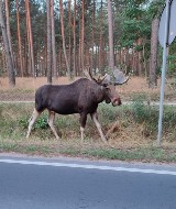 Kujawsko-Pomorskie. Populacja łosi jest coraz większa. Zwierzęta są piękne, ale sprawiają dużo kłopotów