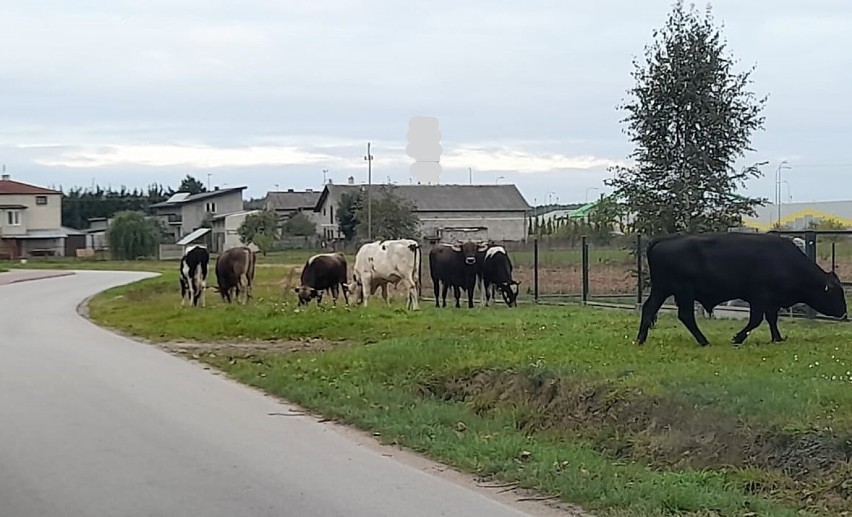 Siedem byków spacerowało po ulicy w Paprotni pod Zduńską...