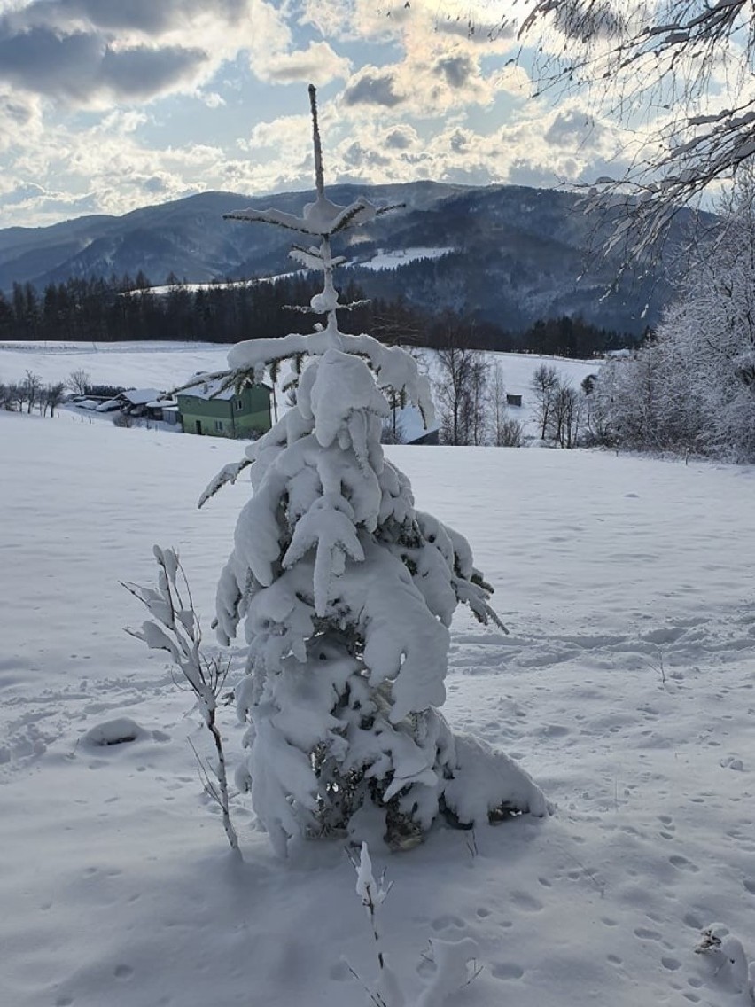 Muszyński Malnik w zimowej odsłonie. Wszędzie pełno śniegu