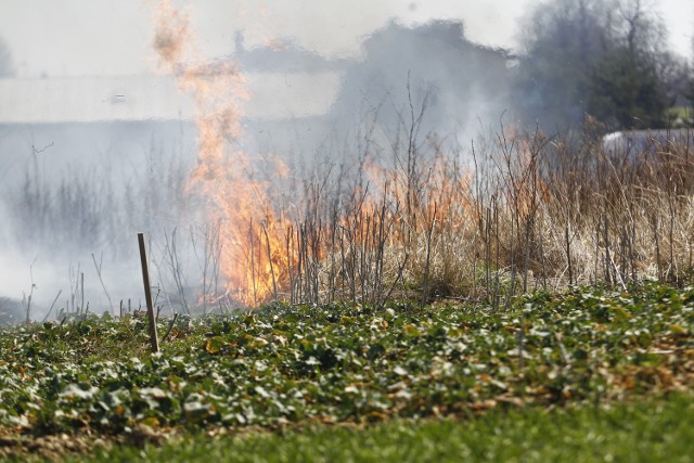 Za wypalanie traw można zostać ukaranym grzywną. Jeśli pożar zagroził zdrowiu, życiu ludzi lub naraził kogoś na utratę dobytku - do 10 lat więzienia.