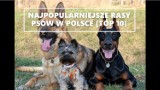 Najpopularniejsze rasy psów w Polsce. Jakie rasy preferują Polacy? [TOP 10]