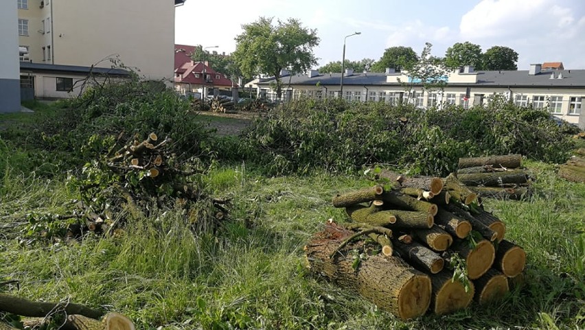 Kilkadziesiąt drzew wycięto na ul. Ogniowej we Włocławku. Dyrektor MOPR tłumaczy dlaczego [zdjęcia]