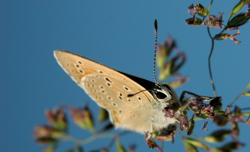 Czerwończyk płomieniec (Lycaena hippothoe) - samiecFot....