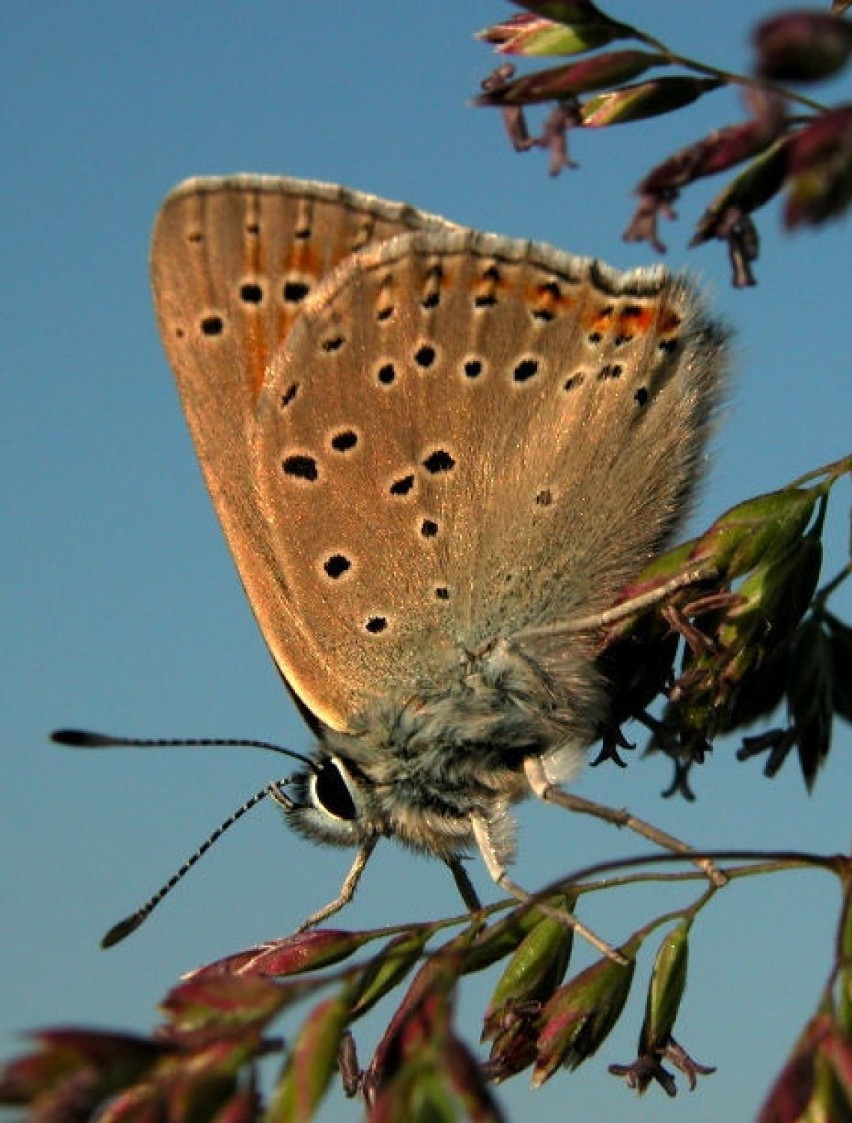 Czerwończyk płomieniec (Lycaena hippothoe) - samiecFot....