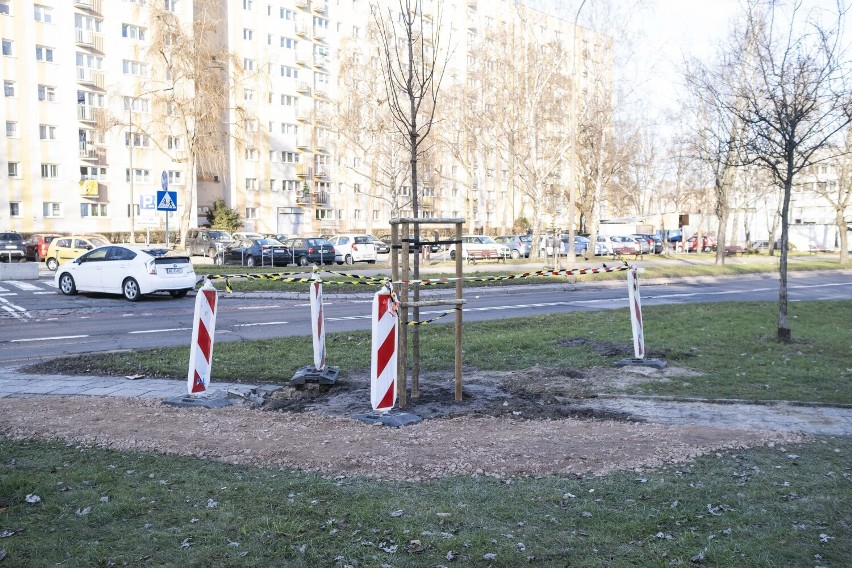 Absurd na warszawskich Bielanach. Posadzili drzewo na środku chodnika. "Wszystko zgodnie z planem"