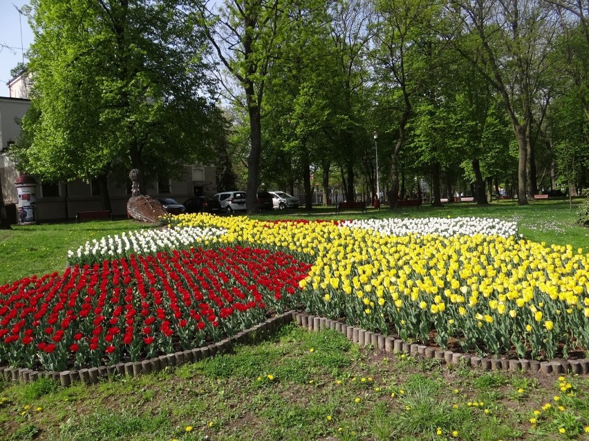 Wieluń w wiosennej odsłonie. Centrum miasta pełne kwiatów [ZDJĘCIA] 