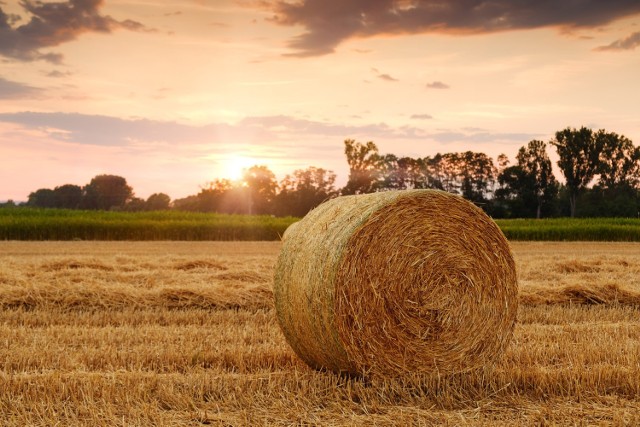 Spis rolny zacznie się 1 września